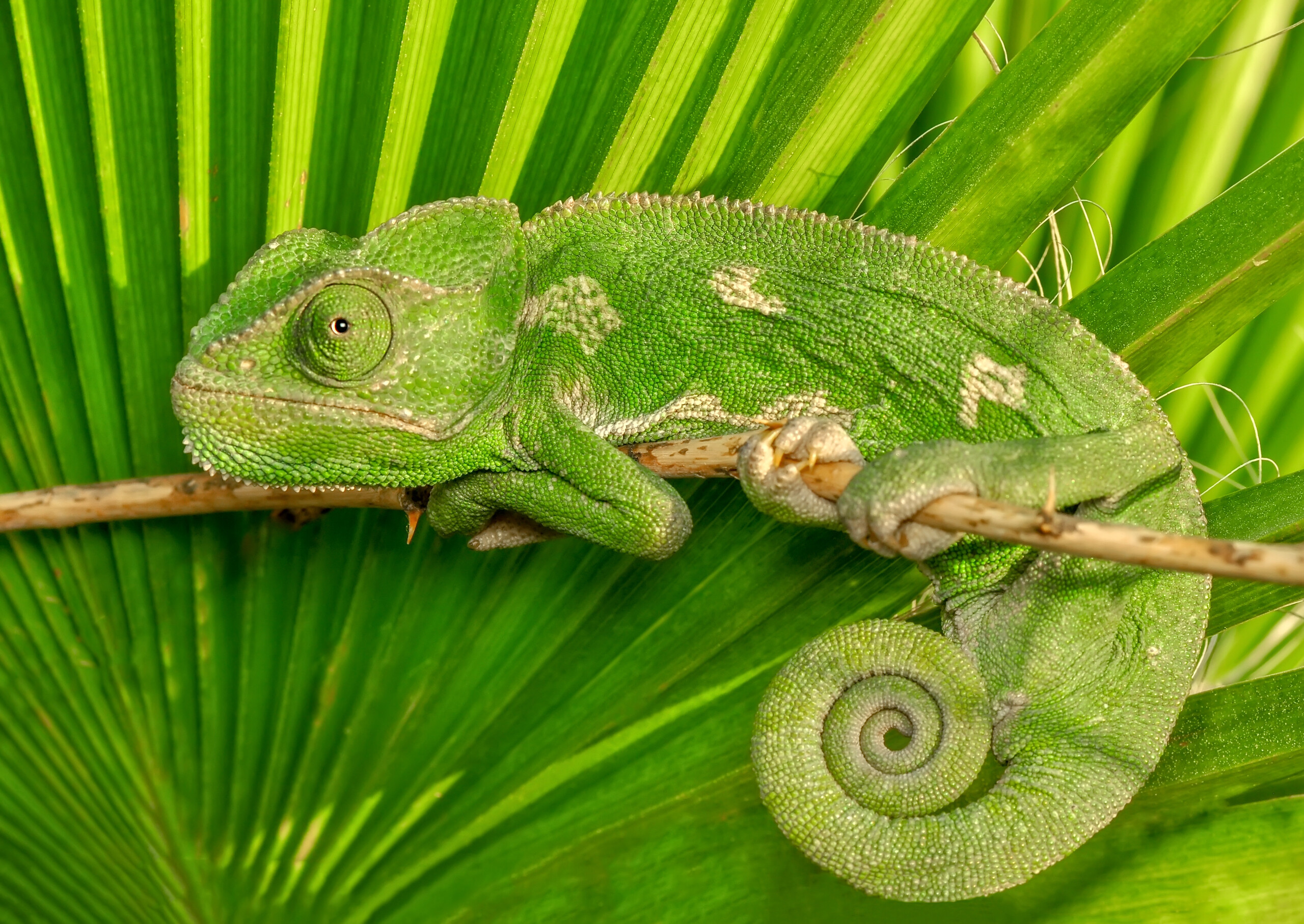 vivid_green_chameleon